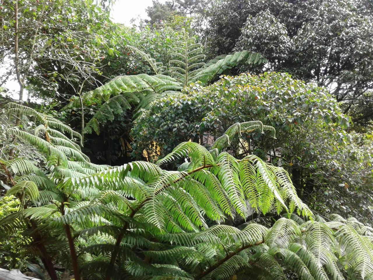 King Fern Cottage Nuwara Eliya Exterior foto